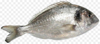 Oily fish Gilt-head bream Tilapia Seafood - 4k Oily fish Gilt-head bream Tilapia Seafood - 4k