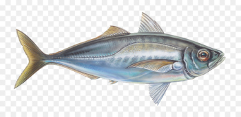 Oily fish Thunnus Mackerel Sardine - mackerel Oily fish Thunnus Mackerel Sardine - mackerel