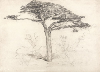 Old Cedar Tree in Botanic | Free Photo - rawpixel Old Cedar Tree in Botanic | Free Photo - rawpixel