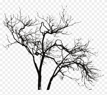 Old Dead Trees Provide Home For Download - Branches Png