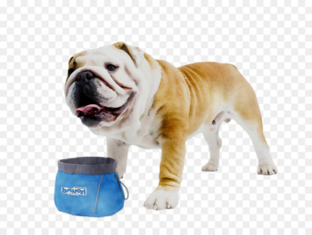 Old English Bulldog Olde English Bulldogge Toy Bulldog White English Bulldog -  