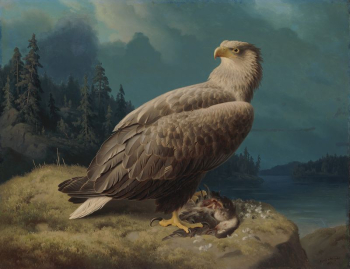 Old white-tailed sea eagle, 1871, | Free Photo - rawpixel Old white-tailed sea eagle, 1871, | Free Photo - rawpixel
