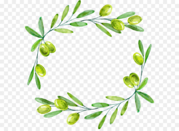 Olive branch Euclidean vector - Drawing green olives decorative borders 