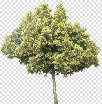 Olive leaf Tree Ficus microcarpa, heart tree transparent background PNG clipart Olive leaf Tree Ficus microcarpa, heart tree transparent background PNG clipart