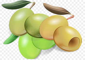 olive plant fruit food olive plant fruit food
