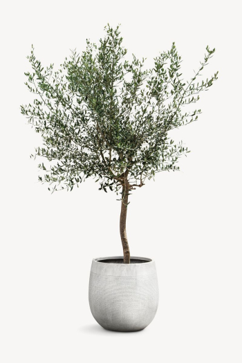 Olive tree, houseplant isolated image | Free PSD - rawpixel Olive tree, houseplant isolated image | Free PSD - rawpixel