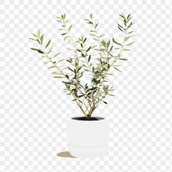 Olive tree png sticker, plant | Free PNG Illustration - rawpixel Olive tree png sticker, plant | Free PNG Illustration - rawpixel