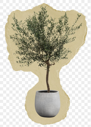 Olive tree png sticker, ripped | Free PNG - rawpixel Olive tree png sticker, ripped | Free PNG - rawpixel