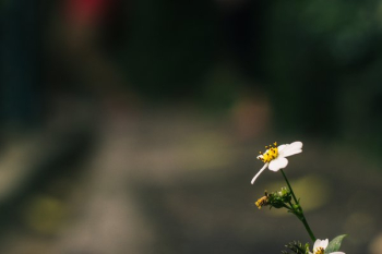One Single Daisy One Single Daisy
