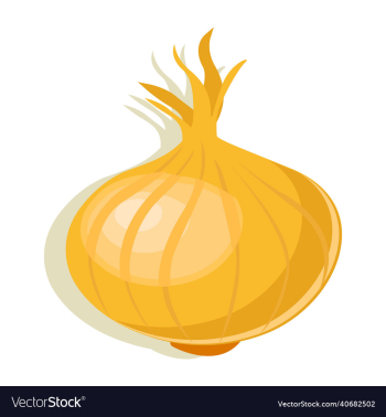 onion vegetable onion vegetable