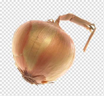 Onion Vegetable, An onion transparent background PNG clipart Onion Vegetable, An onion transparent background PNG clipart