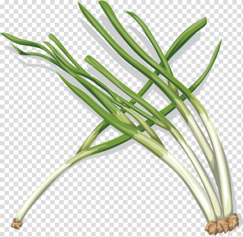 Onion Vegetable , onion transparent background PNG clipart Onion Vegetable , onion transparent background PNG clipart