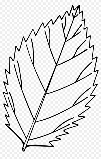 Open - Leaf Drawing Png Open - Leaf Drawing Png