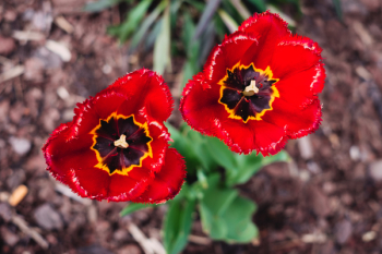 Open red tulips Open red tulips