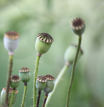 Opium. Free public domain CC0 | Free Photo - rawpixel