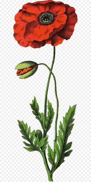 Opium poppy Common poppy Botanical illustration - speckled button 