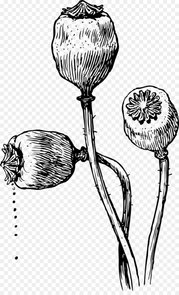 Opium poppy Drawing Poppy seed - poppy png download - 1478*2400 ...
