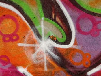 orange and black butterfly orange and black butterfly