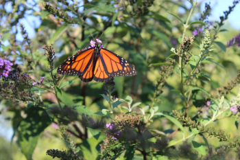 Orange and Black Butterfly Orange and Black Butterfly