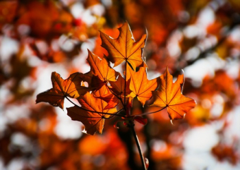 Orange and Brown Leaf Orange and Brown Leaf