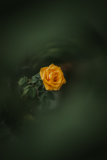Orange and Green Flower Orange and Green Flower