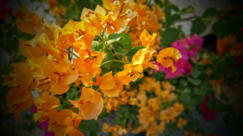 Orange and Pink Bougainvillea Flowers