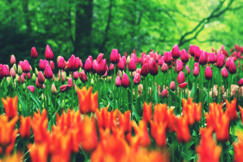 Orange and Pink Flowers during Daytime Orange and Pink Flowers during Daytime