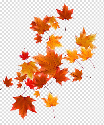 Orange and red autumn leaf, Autumn Leaf, Autumn leaves transparent background PNG clipart