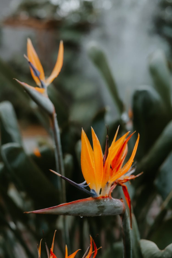 Orange and Red Birds of Paradise in Bloom