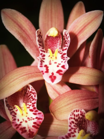 Orange-and-red Cymbidium Orchids in Bloom Orange-and-red Cymbidium Orchids in Bloom