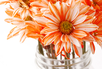 Orange and white flowers in a mason jar