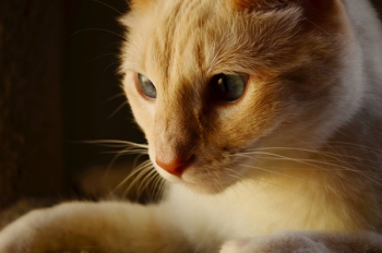 Orange and White Tabby Cat Orange and White Tabby Cat