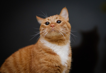 Orange and White Tabby Cat Orange and White Tabby Cat