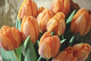 Orange and Yellow Petaled Flower Bouquet Orange and Yellow Petaled Flower Bouquet
