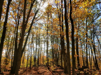 Orange Autumn Leves On Trees Orange Autumn Leves On Trees