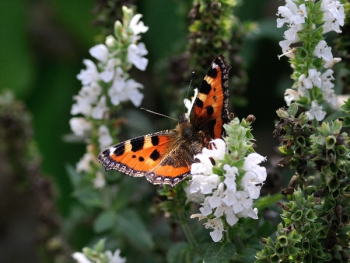 Orange Black and White Butterfly on White Petal Flower Orange Black and White Butterfly on White Petal Flower