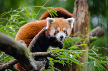 Orange Black Animal on Tree Branch Orange Black Animal on Tree Branch