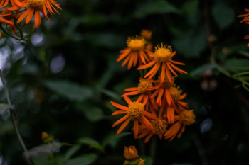 Orange Blooms Closeup Orange Blooms Closeup