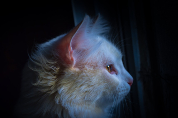 Orange Cat