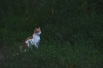 Orange Cat