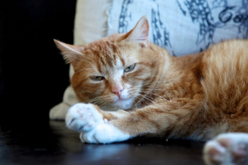 Orange Cat Looking Fierce Orange Cat Looking Fierce