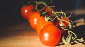 Orange Cherry Tomatoes Orange Cherry Tomatoes