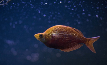 Orange Cichlid Fish in Middle of Blue Water