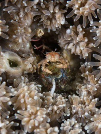 orange crab surrounded by beige anemone orange crab surrounded by beige anemone