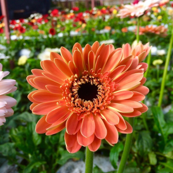 Orange Daisy Orange Daisy