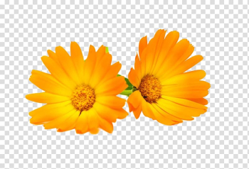 Orange Daisy flower , Calendula officinalis Flower Chrysanthemum Marigold, Marigold flowers HD transparent background PNG clipart