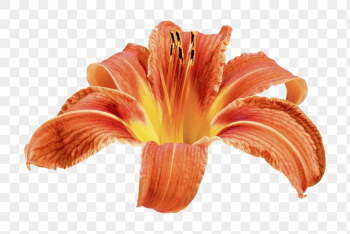 Orange daylily png, flower clipart, | Free PNG - rawpixel