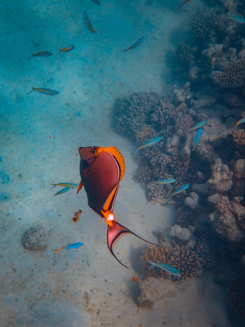 Orange Fish in Ocean Orange Fish in Ocean
