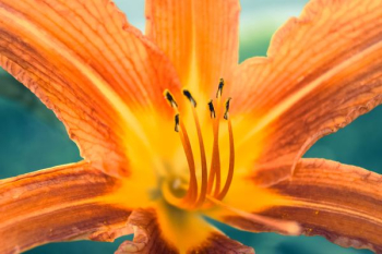 orange flower orange flower