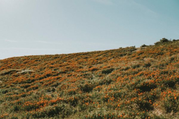orange flower field orange flower field
